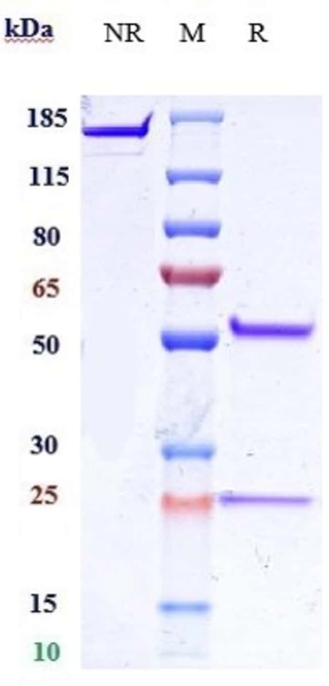 IL-25 BIOSIMILAR RMAB 1 MG