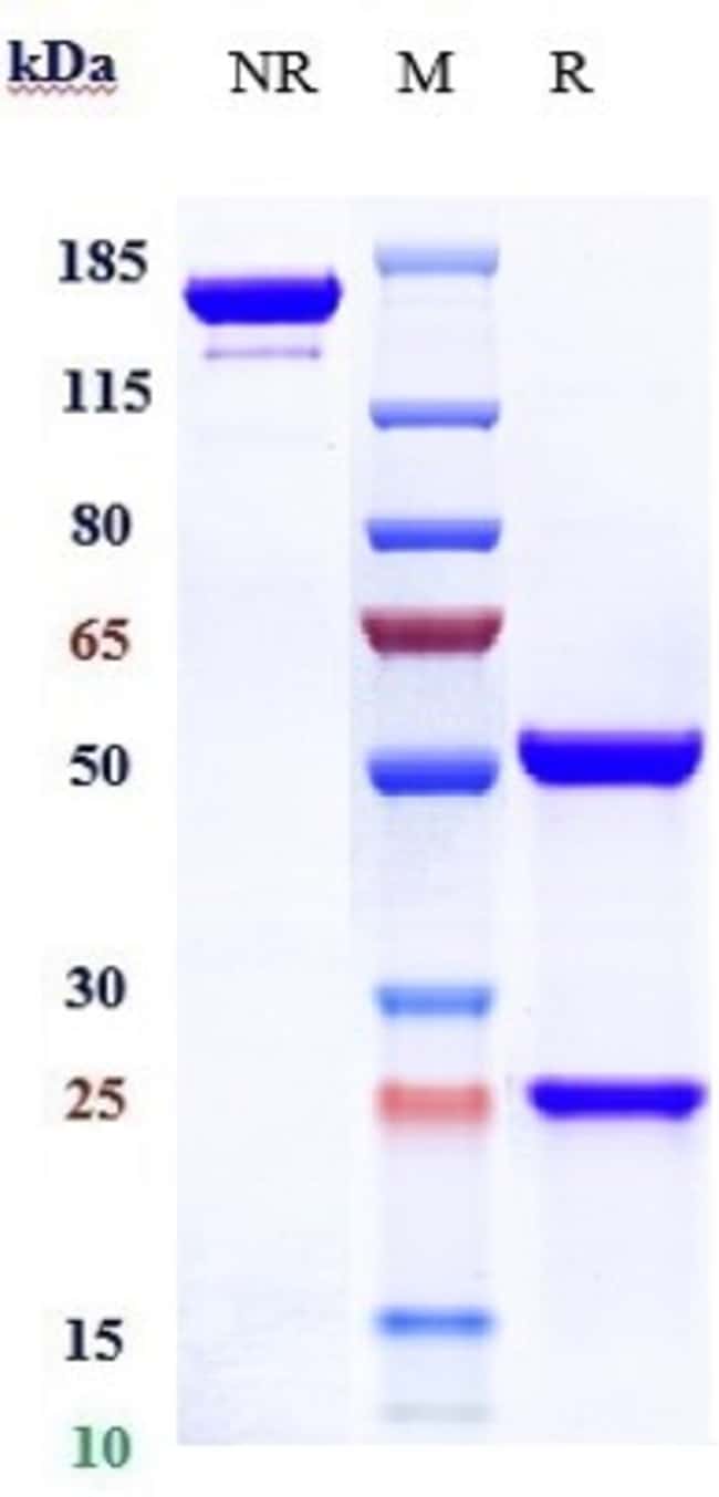 SIPLIZUMAB RMAB 1 MG