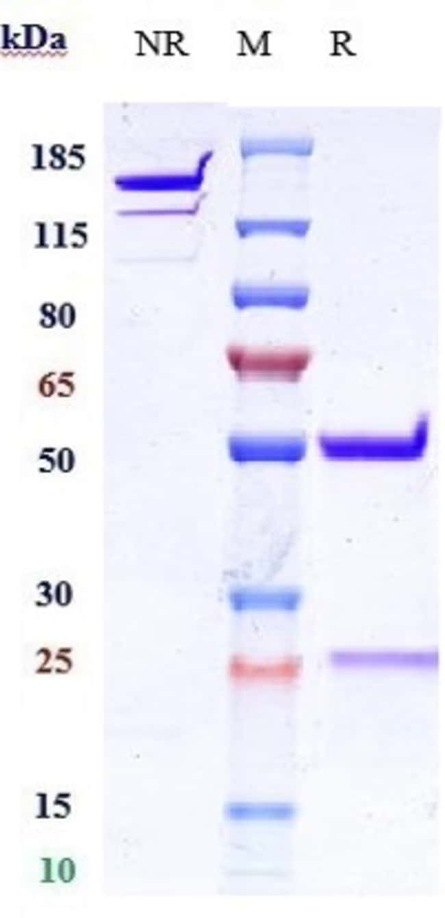 IFNA13 BIOSIMILAR RMAB 1 MG