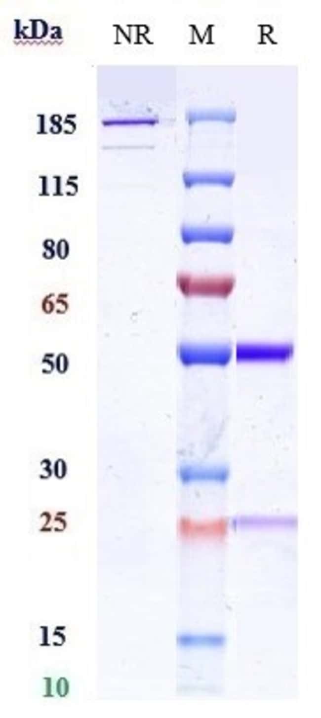 CNTO 607 BIOSIMILAR RMAB 1 MG