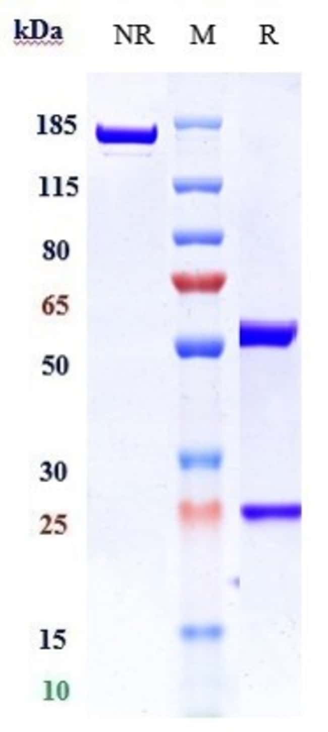 TLR3 (CD283) BIOSIMILAR RMAB 1 MG