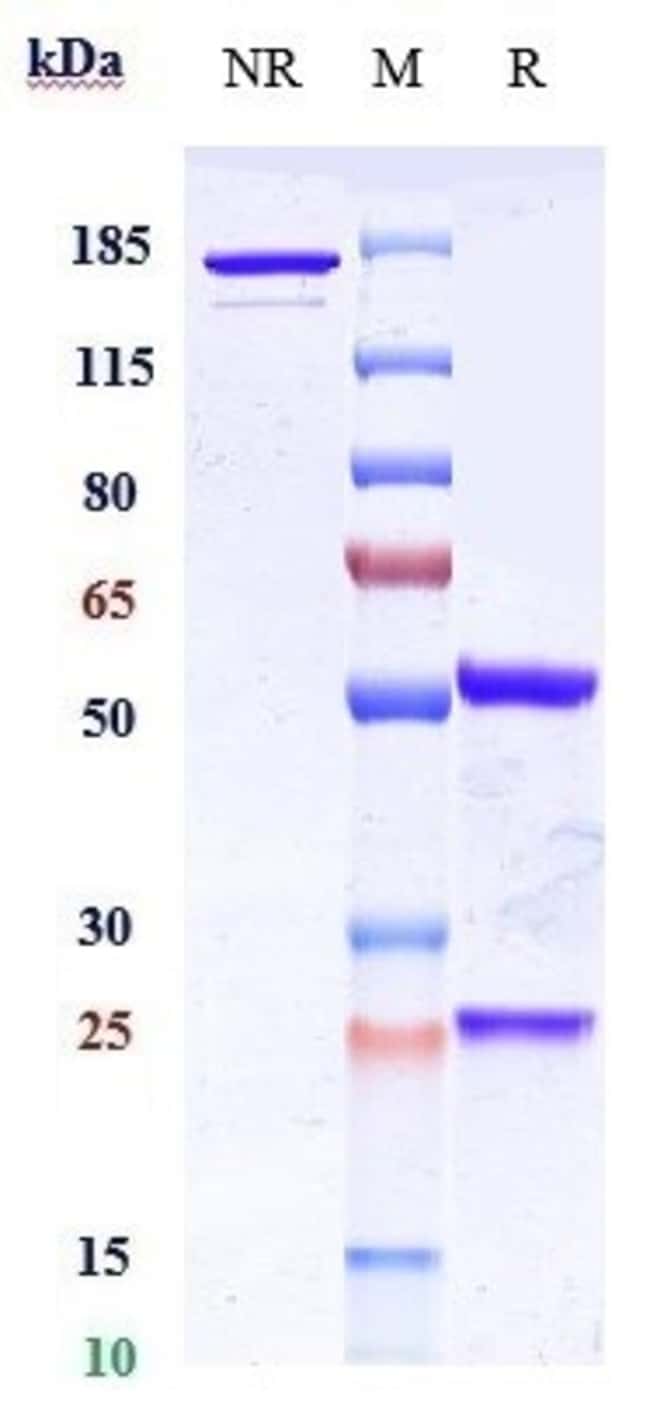 COFETUZUMAB RMAB 1 MG