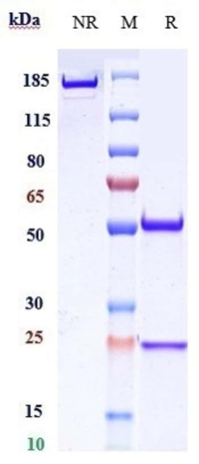RIPERTAMAB RMAB 1 MG