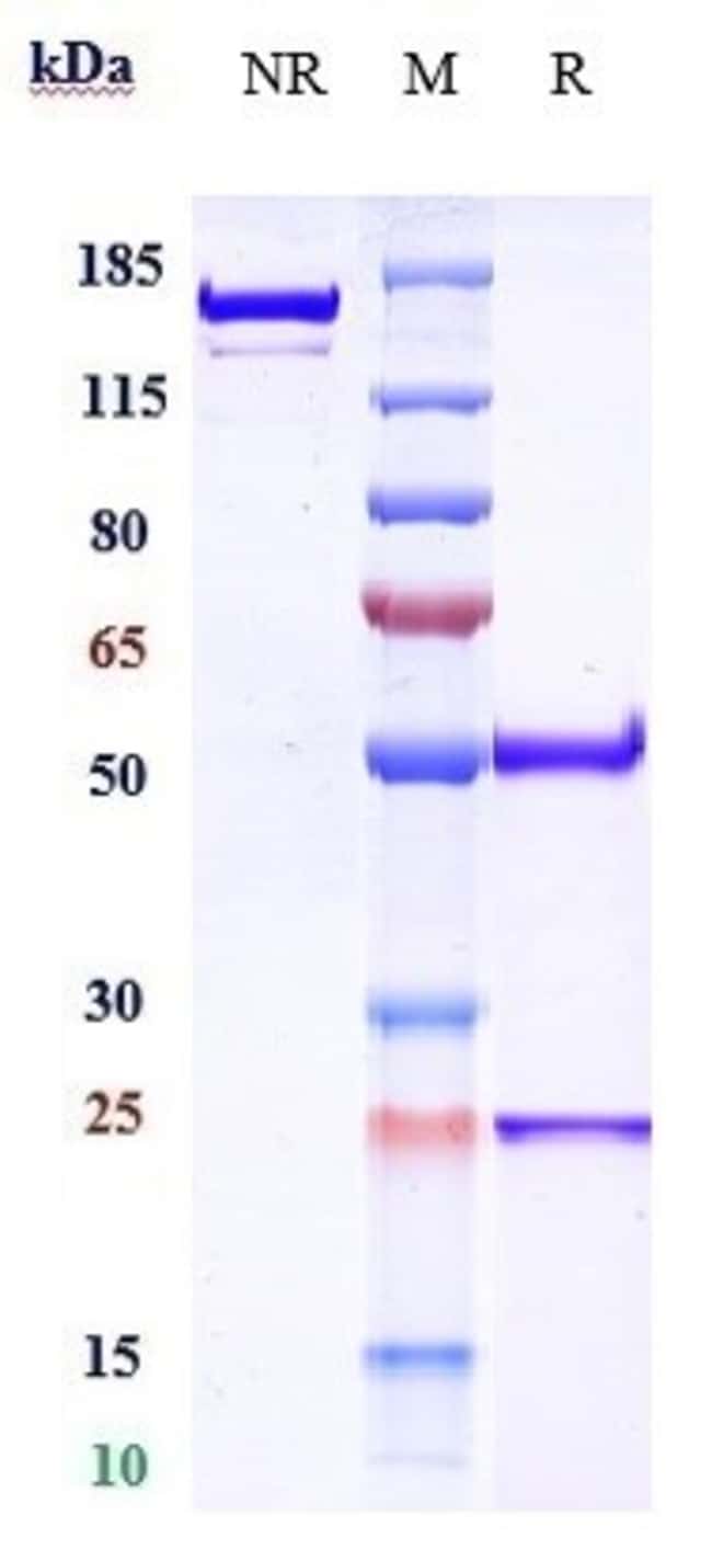 UBLITUXIMAB RMAB 1 MG