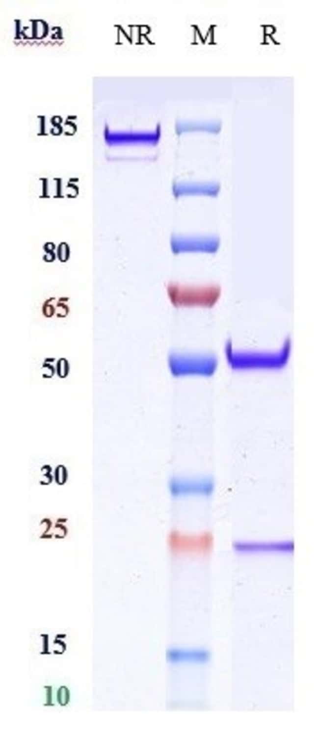 VELTUZUMAB RMAB 1 MG