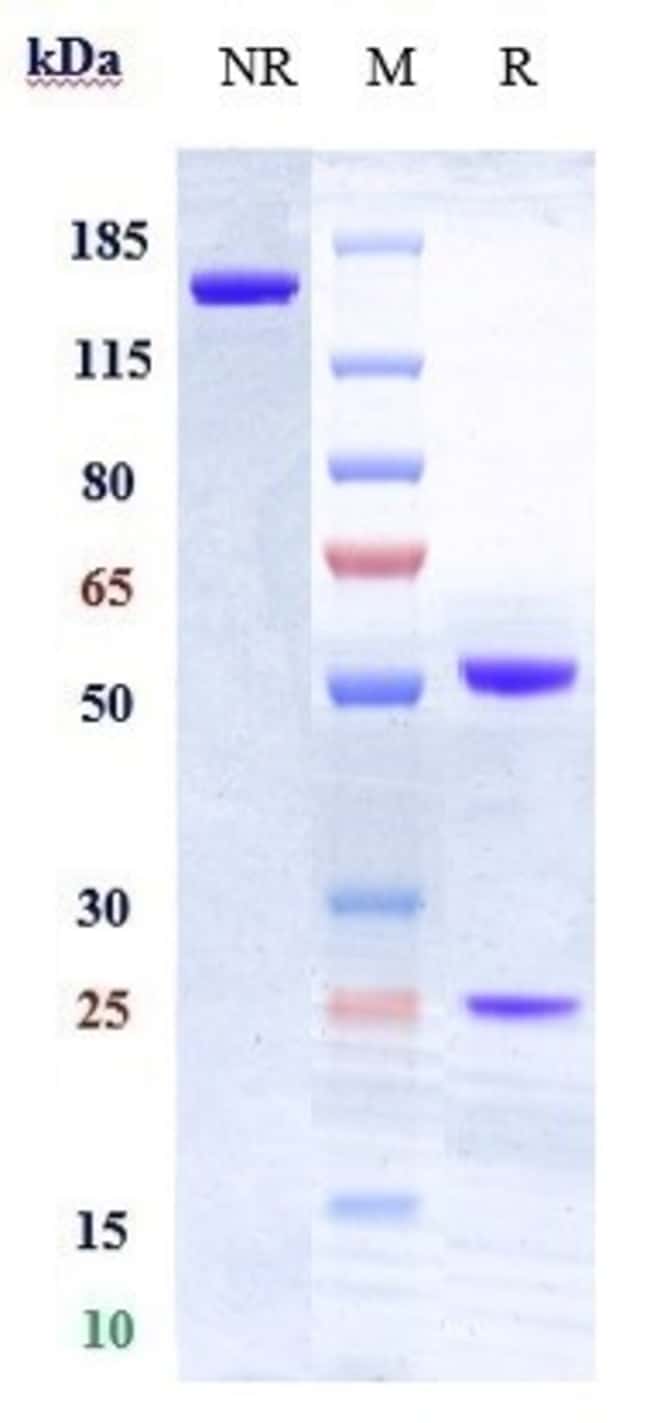 CD28 BIOSIMILAR RMAB 1 MG