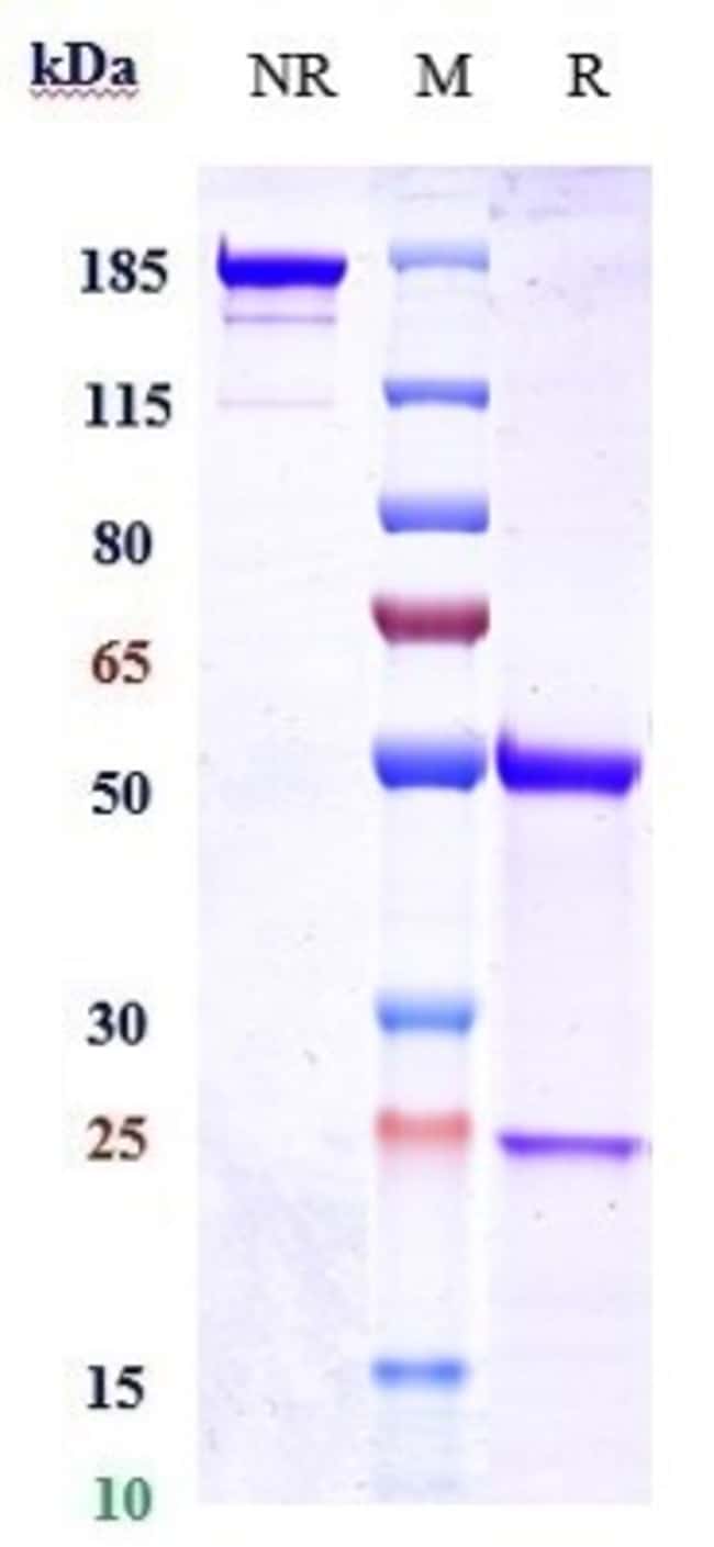 COPRELOTAMAB RMAB 1 MG