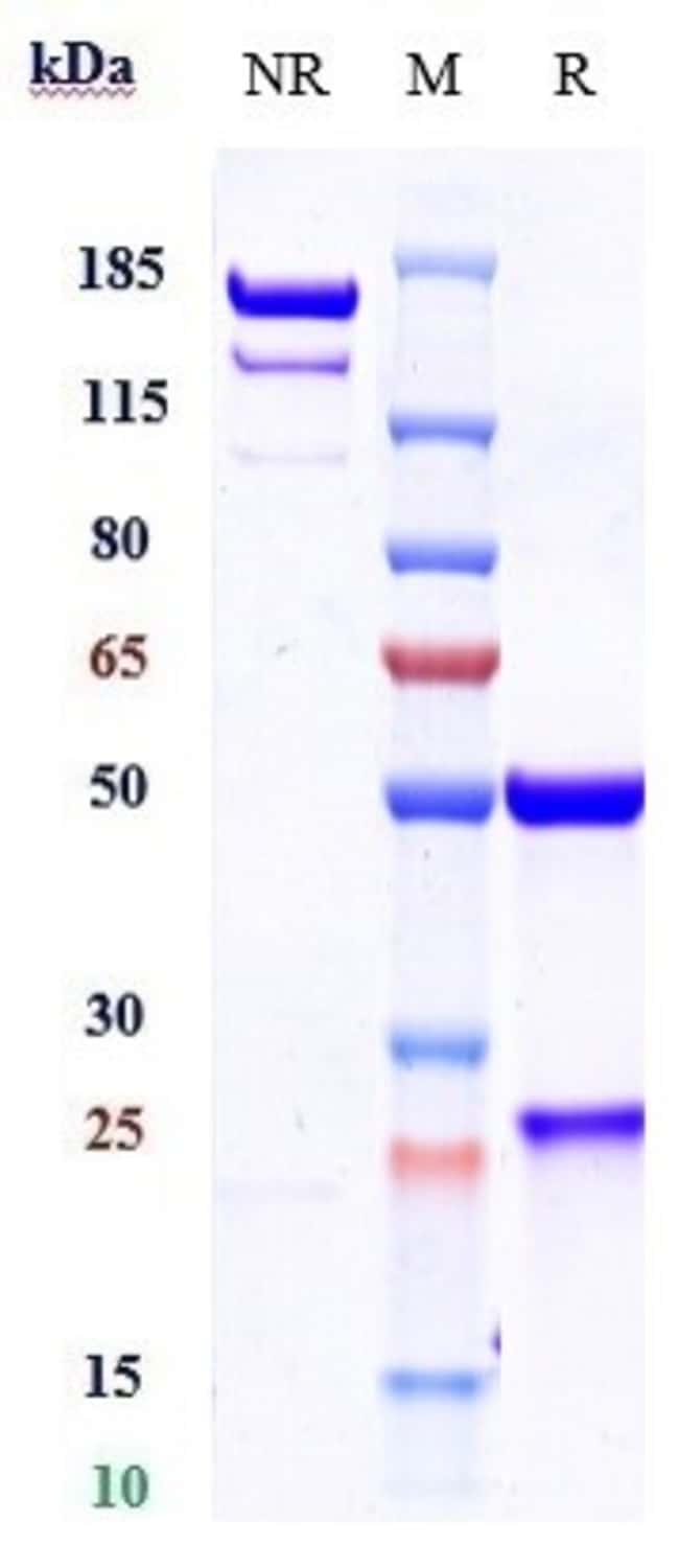 COSIBELIMAB RMAB 1 MG
