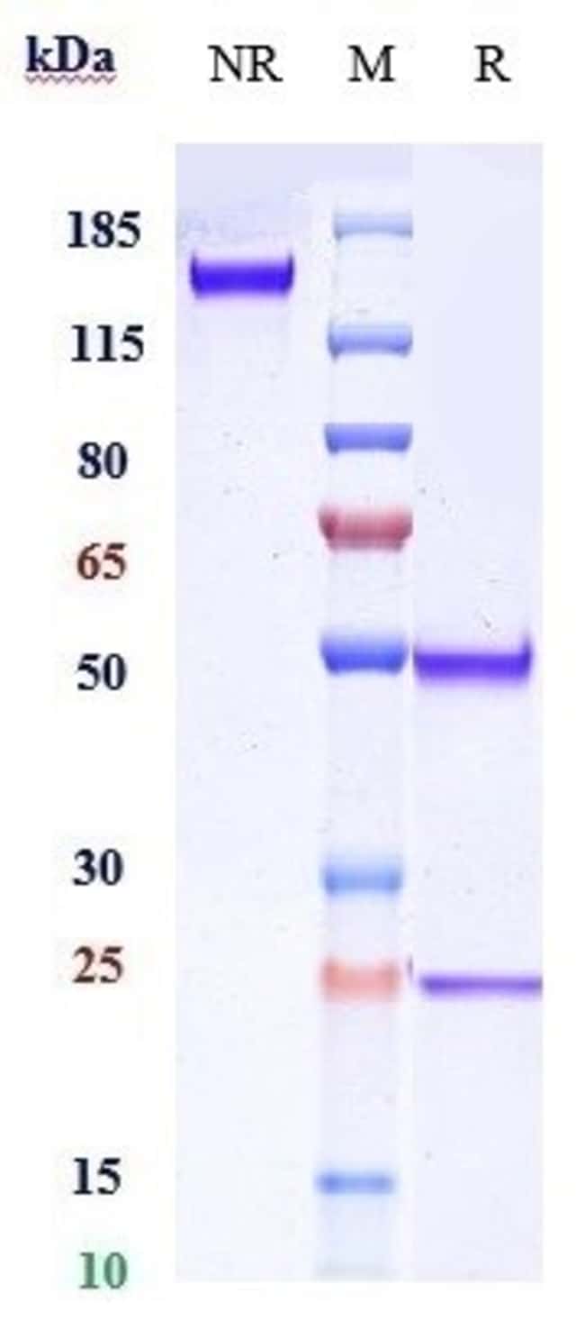 CROVALIMAB RMAB 1 MG