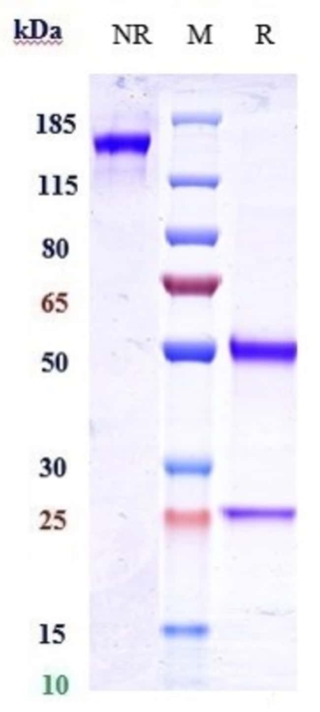 DALOTUZUMAB RMAB 1 MG