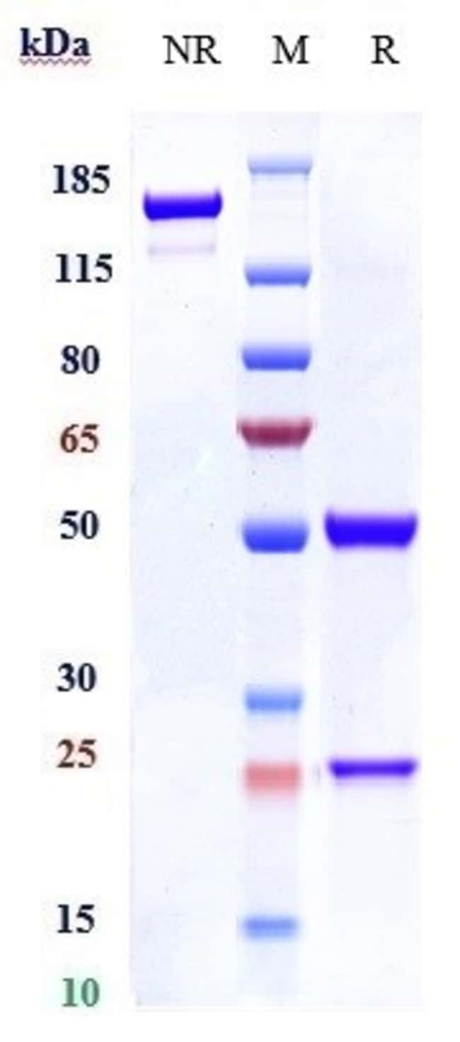 DAPIROLIZUMAB RMAB 1 MG
