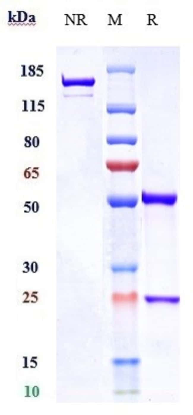 VISILIZUMAB RMAB 1 MG