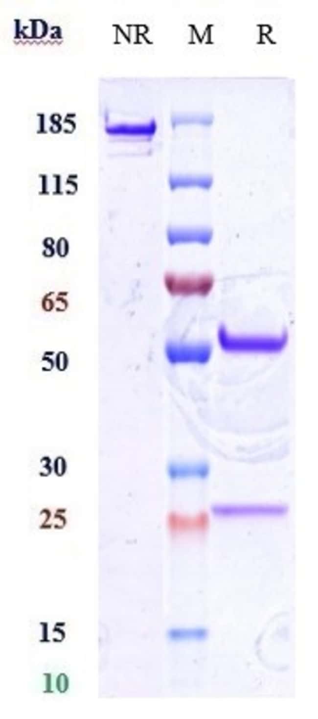 CD34 BIOSIMILAR RMAB 1 MG