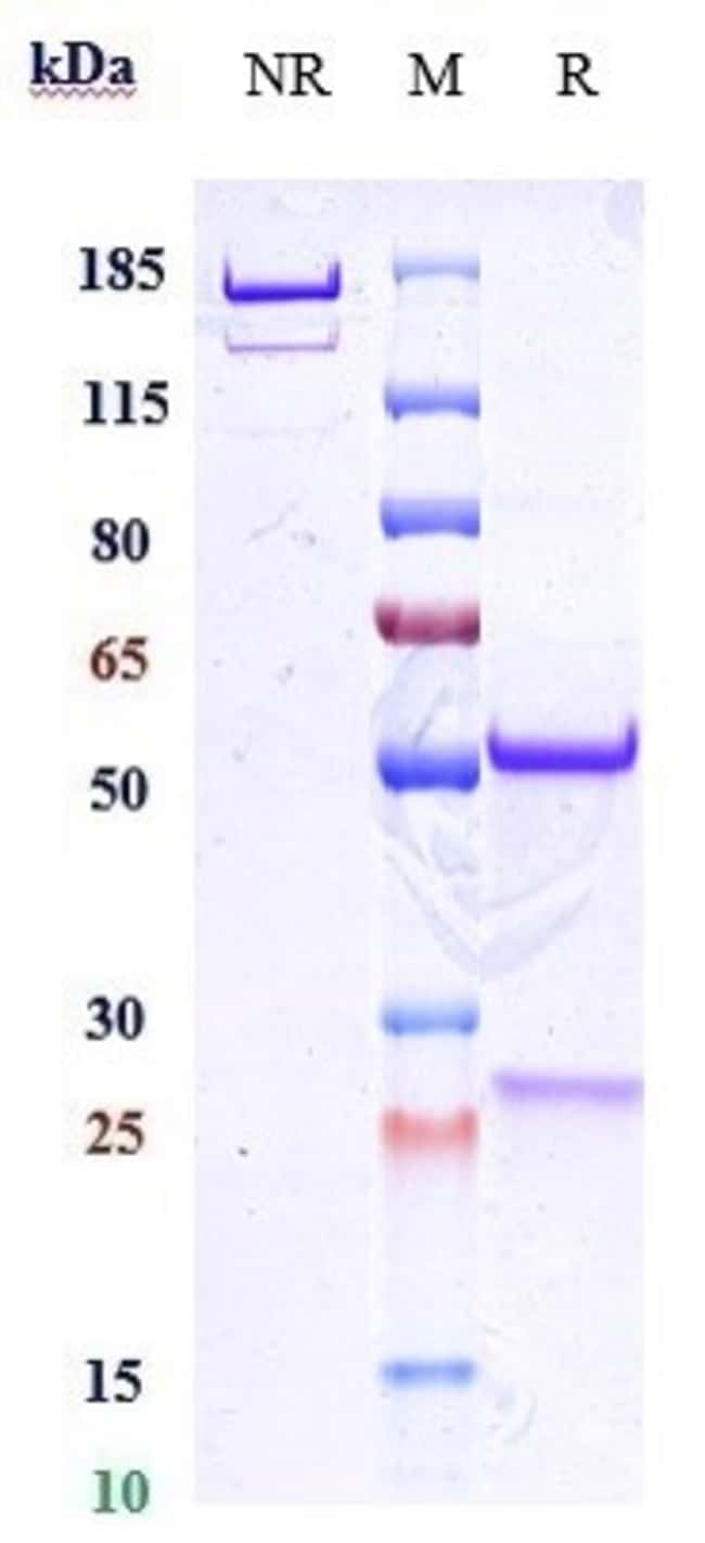 FELZARTAMAB RMAB 1 MG