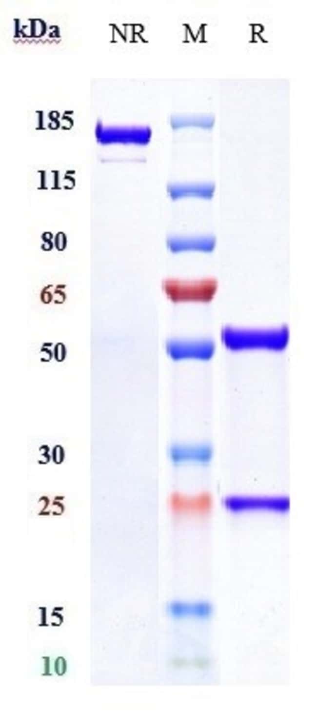 ISATUXIMAB RMAB 1 MG