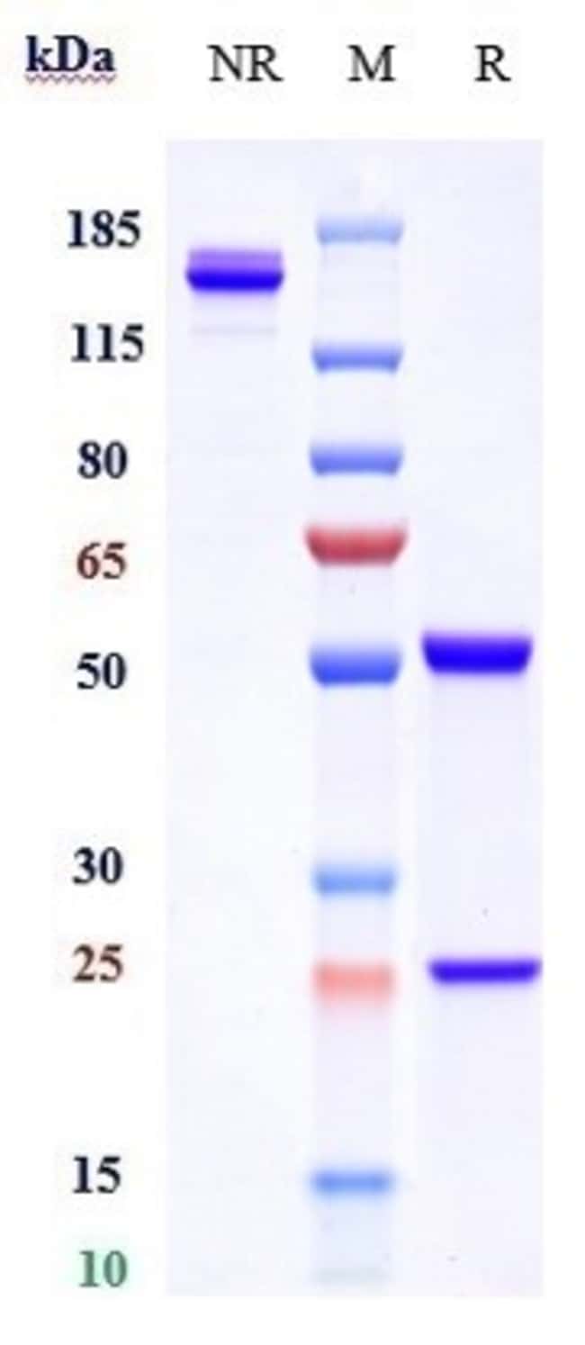 TREGALIZUMAB RMAB 1 MG