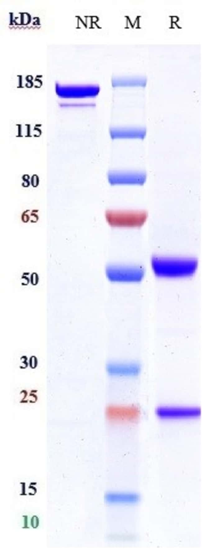 CD4 BIOSIMILAR RMAB 1 MG