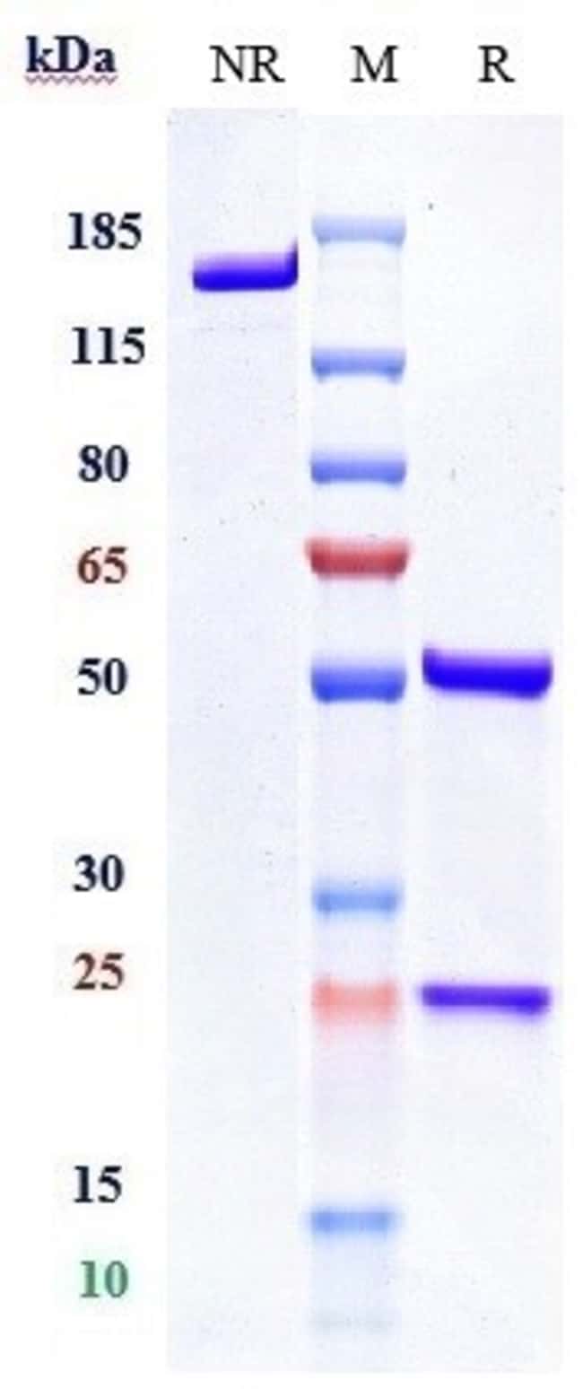 LETAPLIMAB RMAB 1 MG