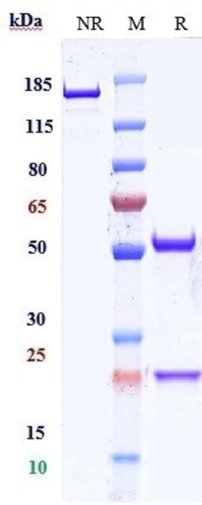 URABRELIMAB RMAB 1 MG