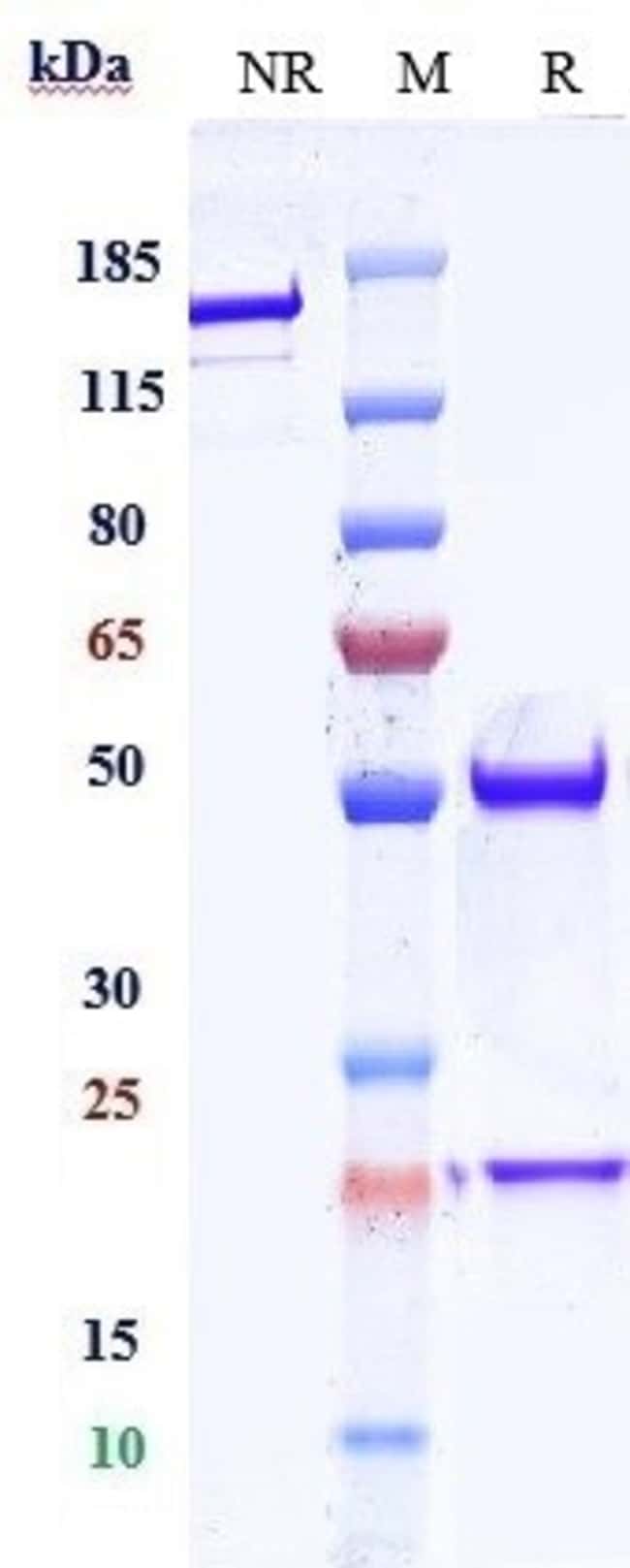 VEGF BIOSIMILAR RMAB 1 MG