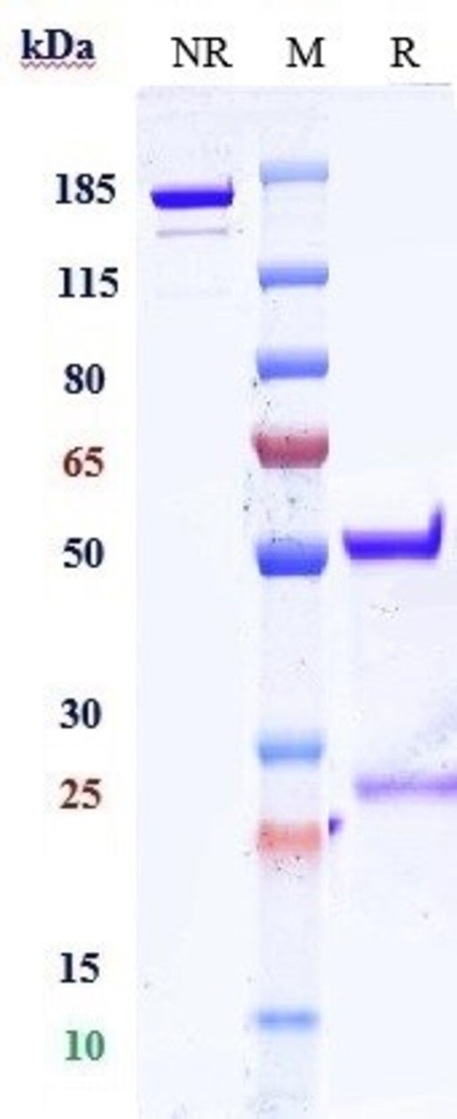 FOLATE RECEPTOR ALPHA BIO RMAB 100 UG