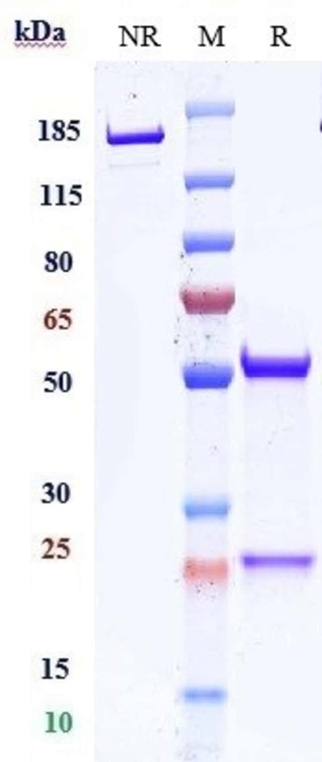 CD59 BIOSIMILAR RMAB 1 MG