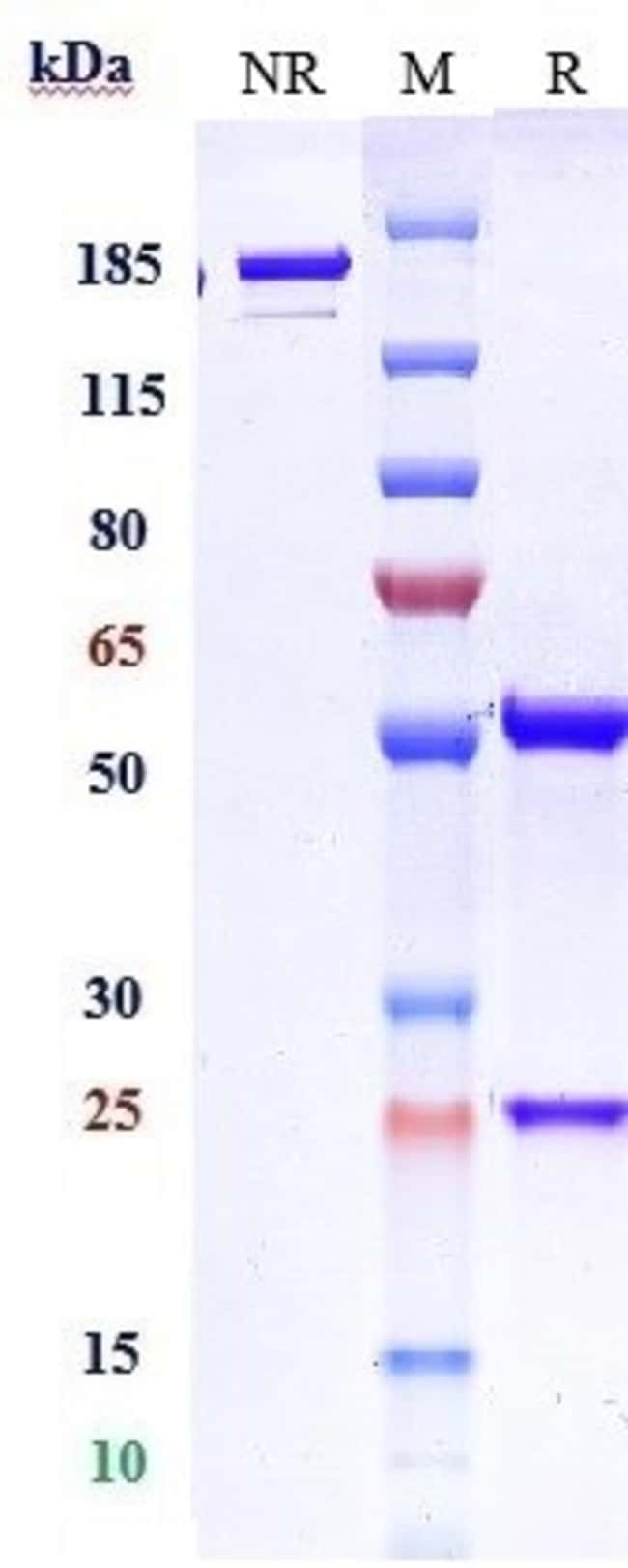 DOMVANALIMAB RMAB 1 MG