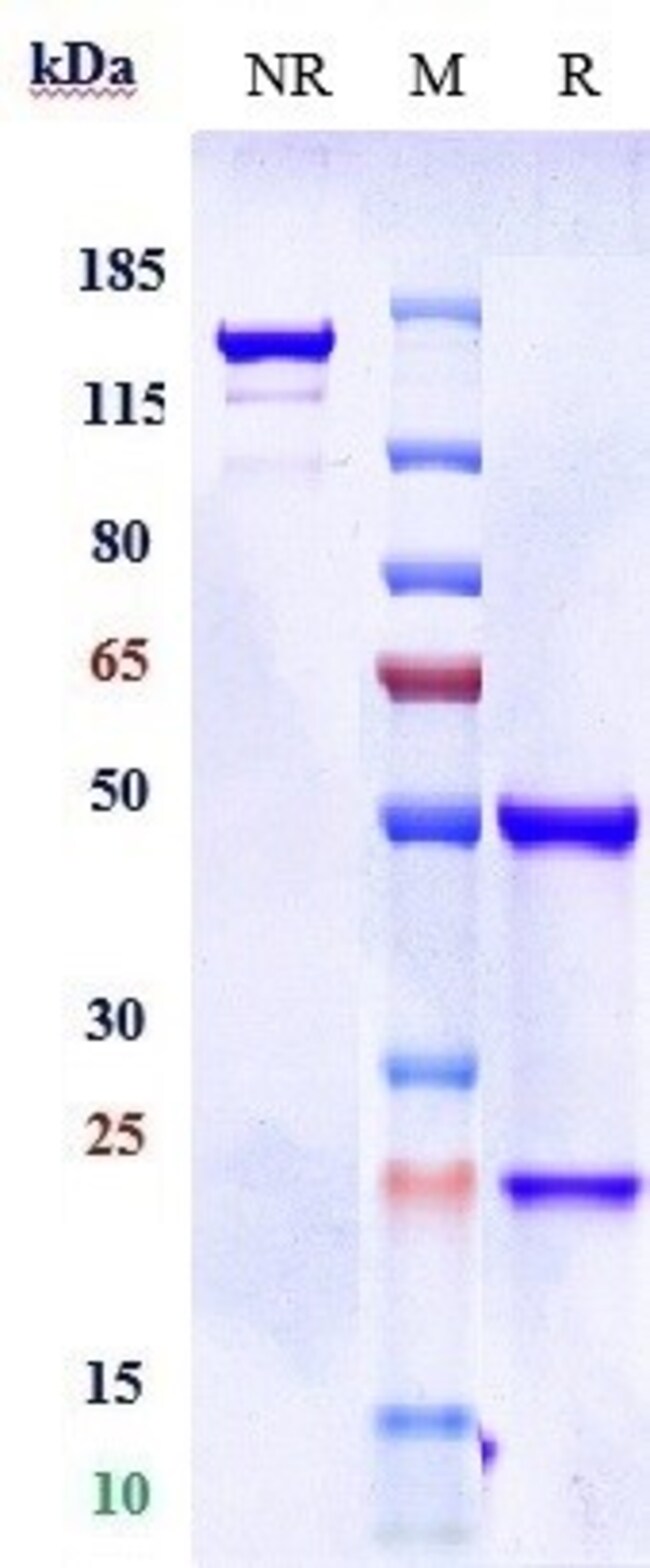 DONANEMAB RMAB 1 MG