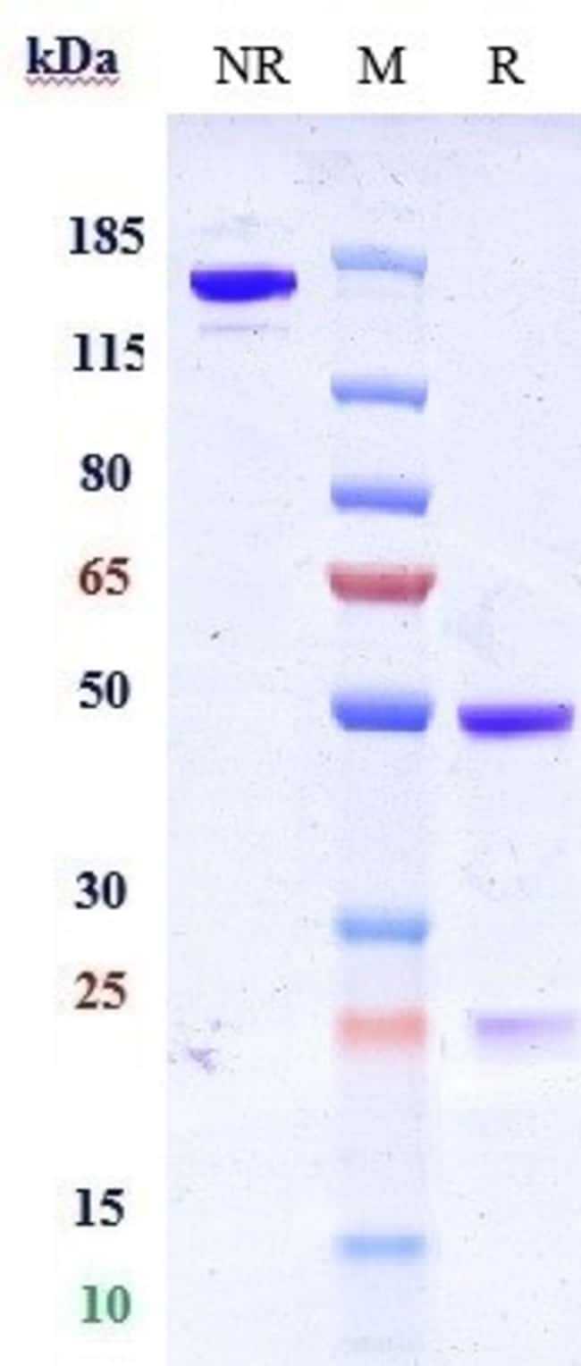 GRISNILIMAB RMAB 1 MG