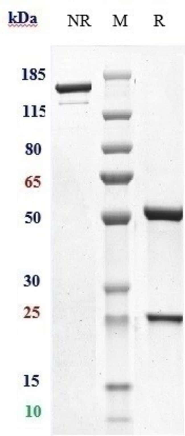ILADATUZUMAB RMAB 1 MG