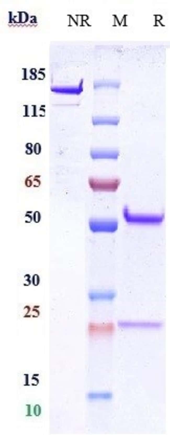 CD9 BIOSIMILAR RMAB 1 MG