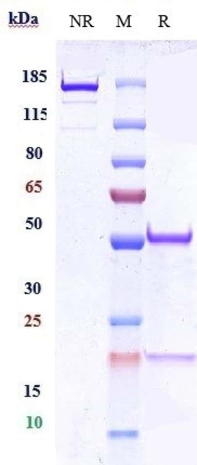 CD66A (CEACAM1) BIOSIMILA RMAB 100 UG
