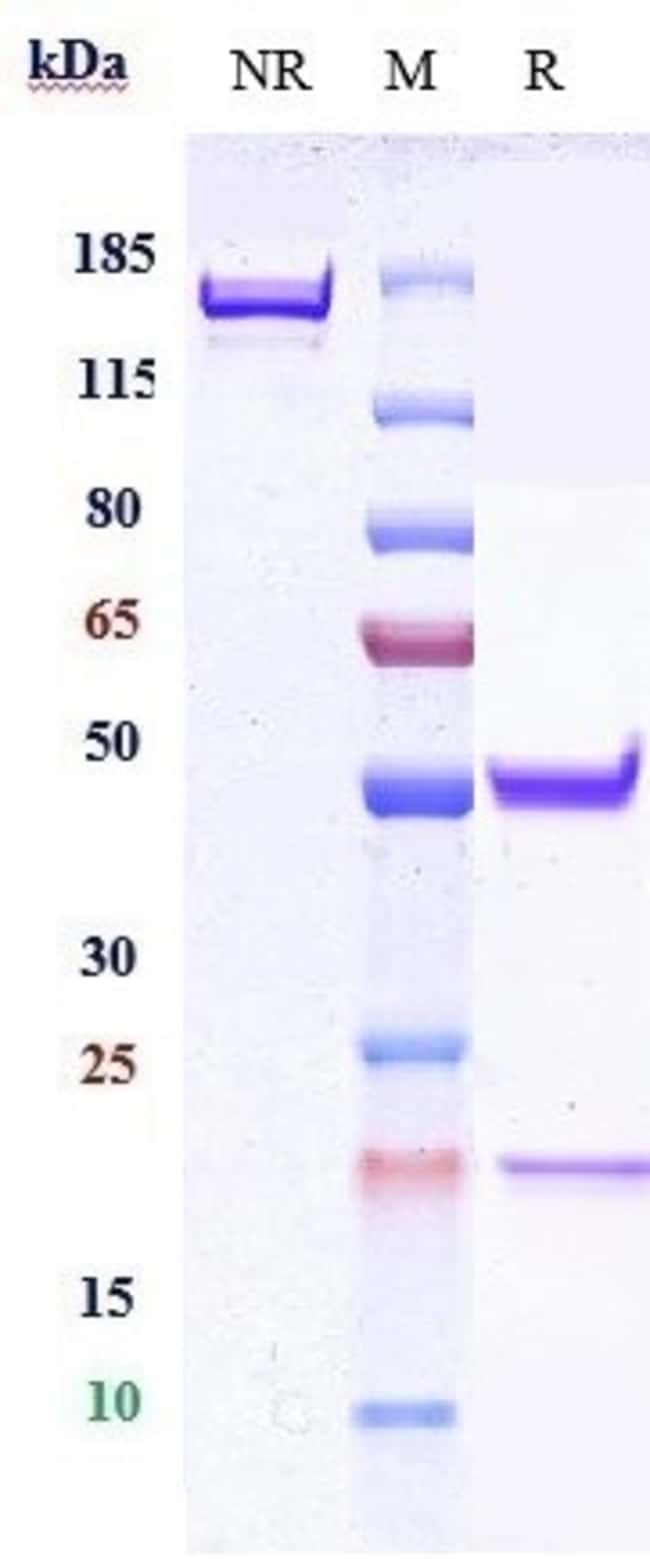 CERGUTUZUMAB RMAB 1 MG