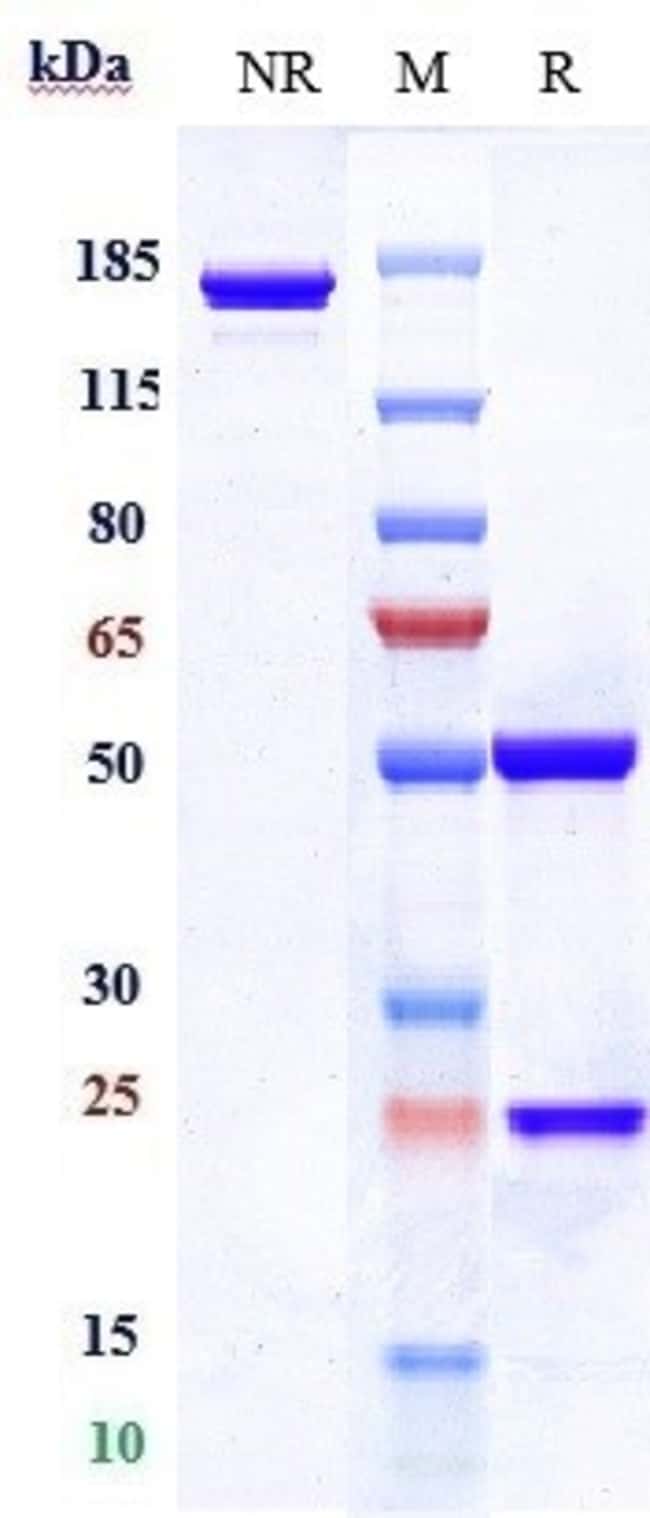 CLATHRIN HEAVY CHAIN BIOS RMAB 100 UG