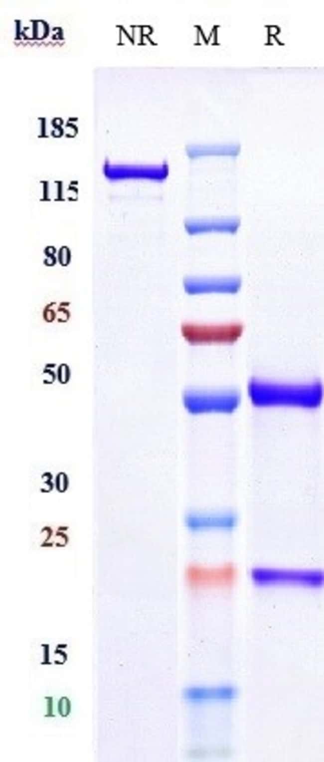 CD40 BIOSIMILAR RMAB 1 MG