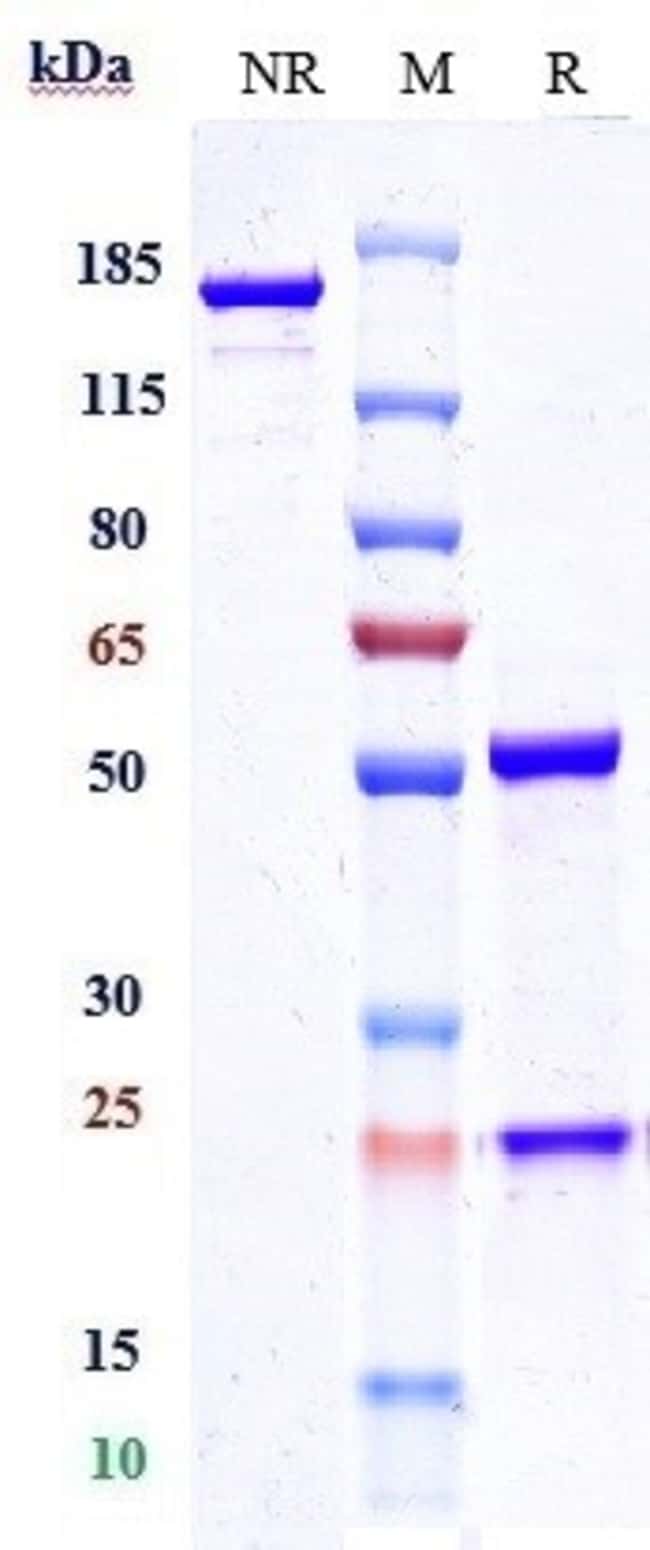 CLEC4C BIOSIMILAR RMAB 1 MG