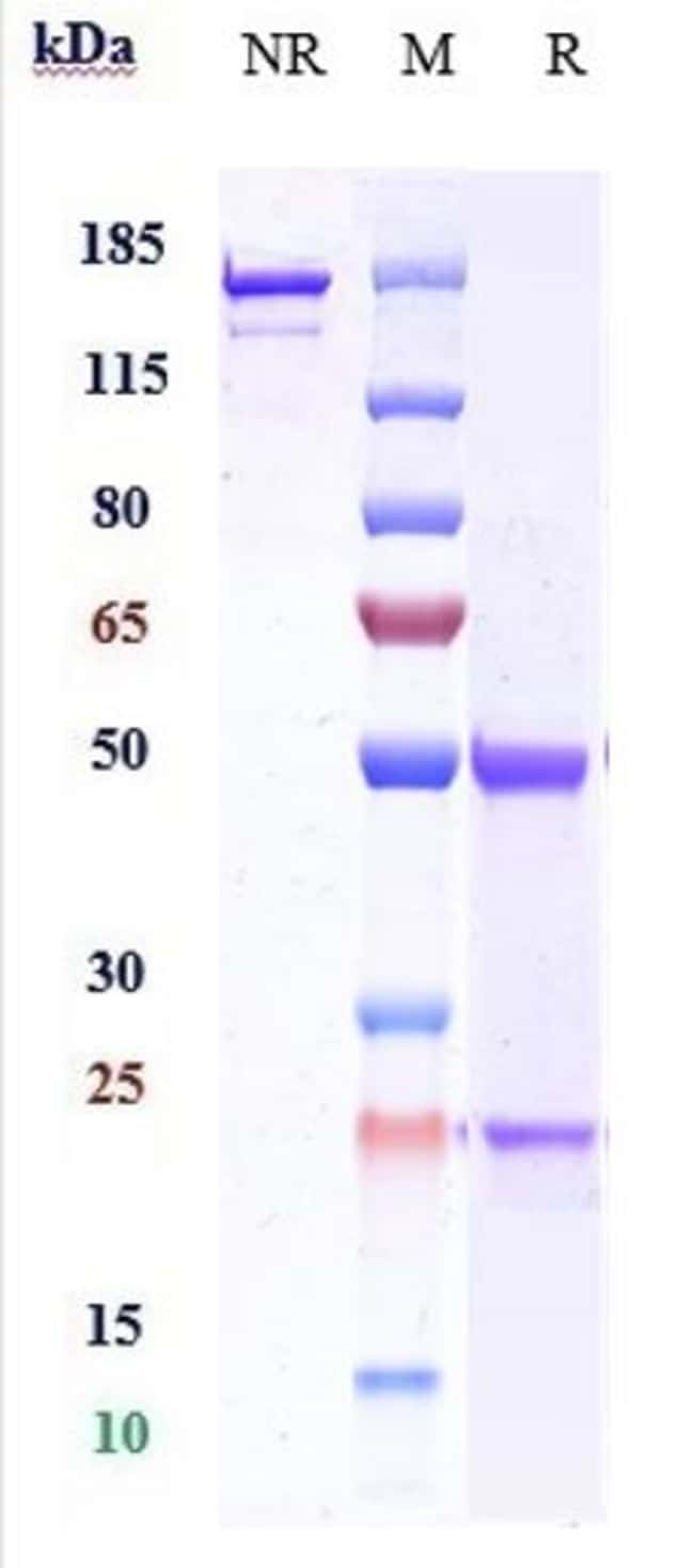 C5AR1 BIOSIMILAR RMAB 1 MG