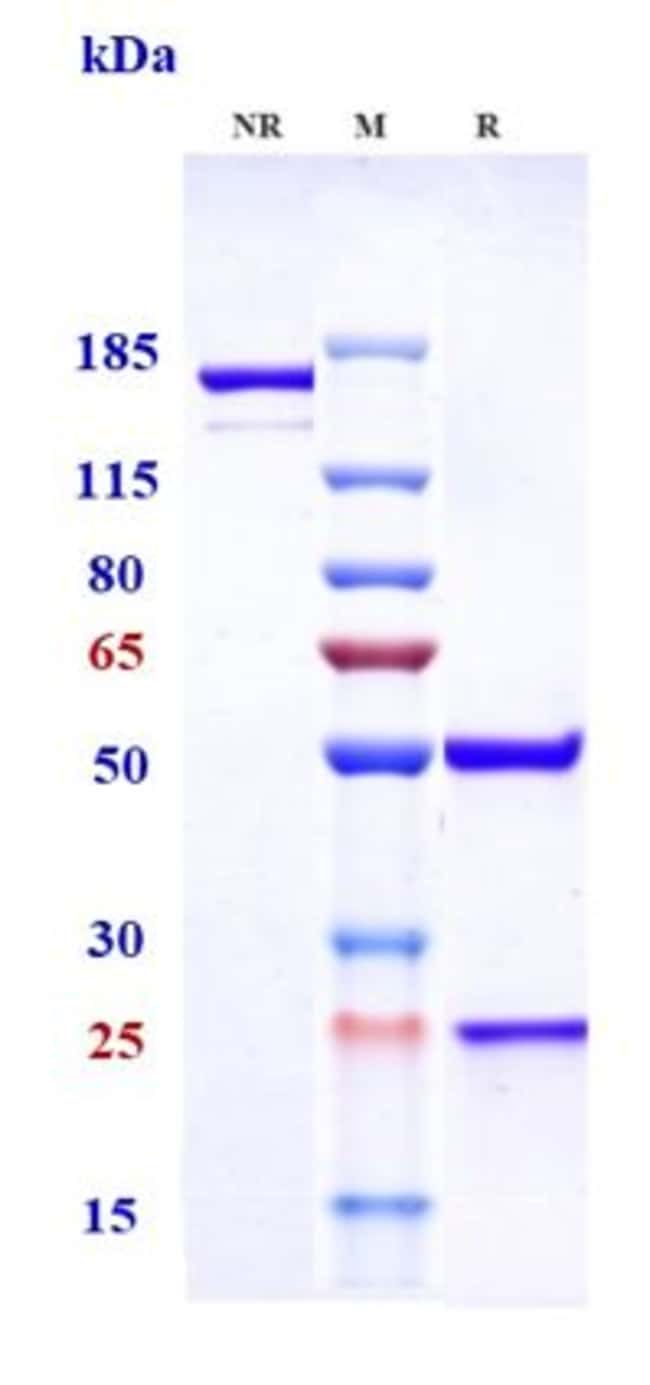 TNF ALPHA BIOSIMILAR RMAB 1 MG