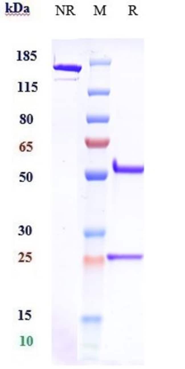 EMACTUZUMAB RMAB 1 MG