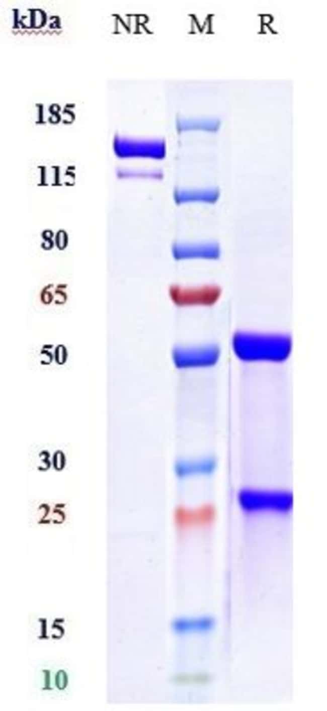 EVOLOCUMAB RMAB 1 MG