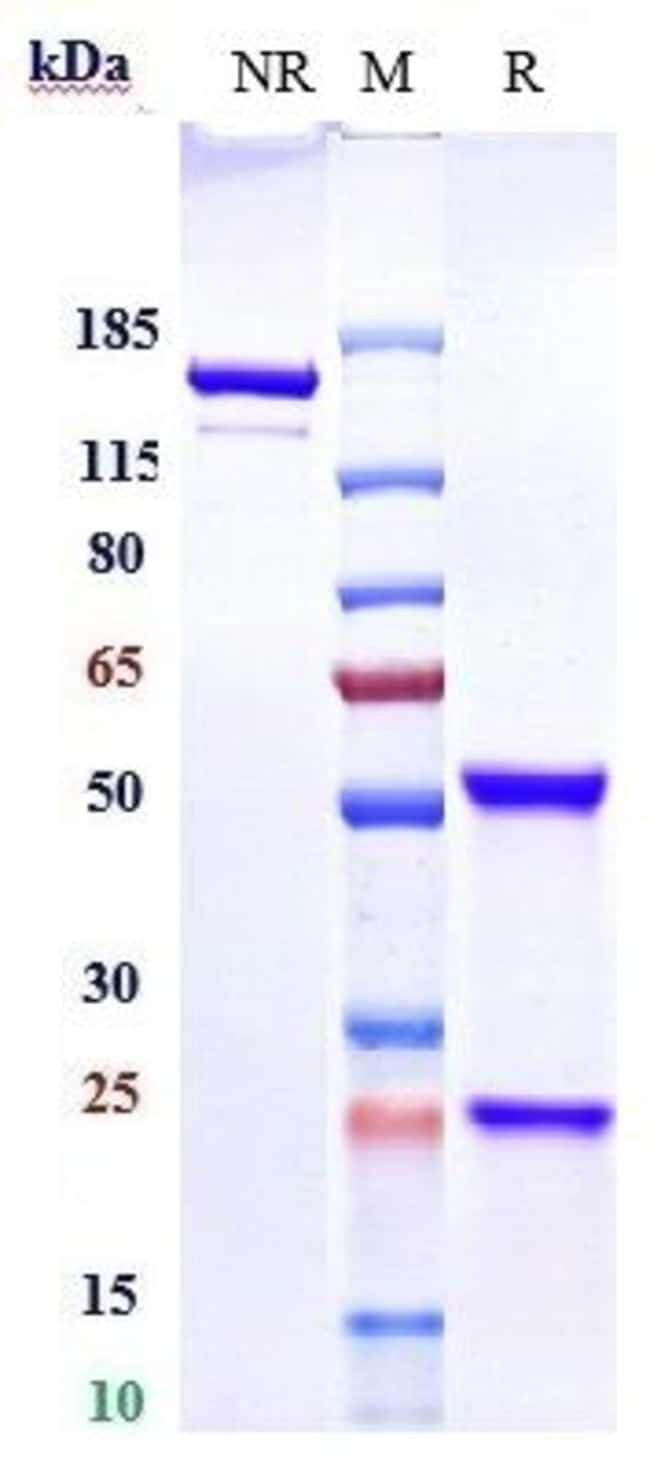 SGPP1 BIOSIMILAR RMAB 1 MG