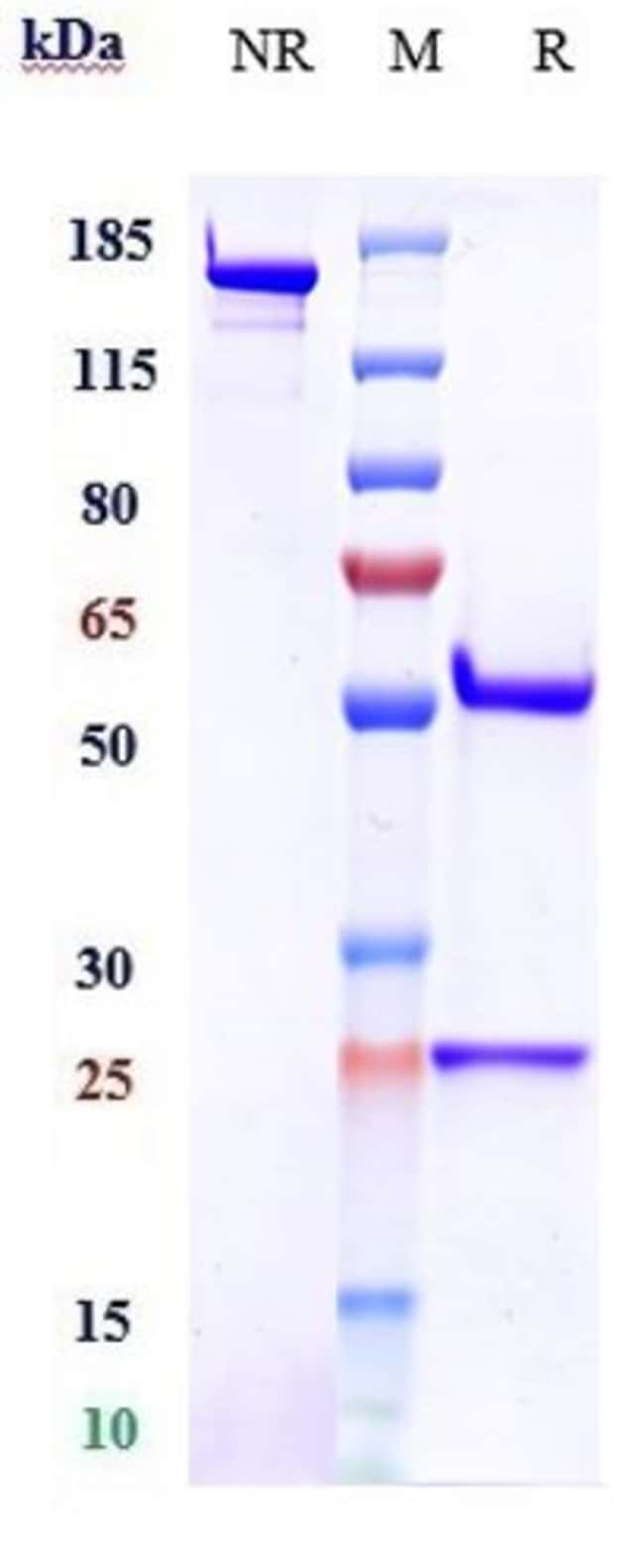 FINOTONLIMAB RMAB 1 MG