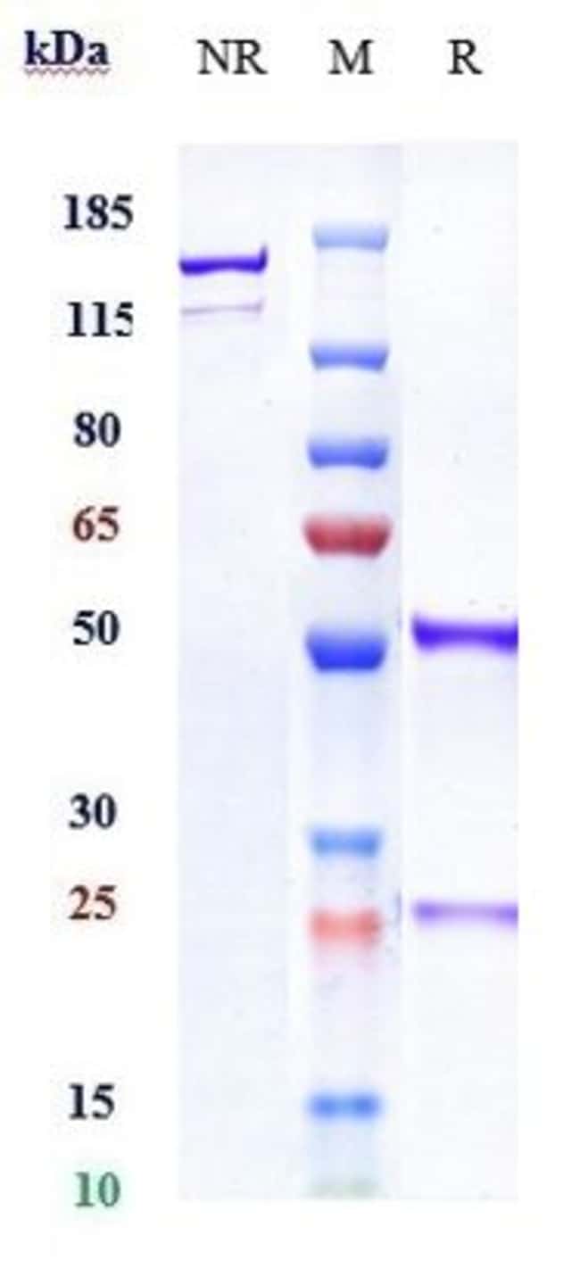 NURULIMAB RMAB 1 MG