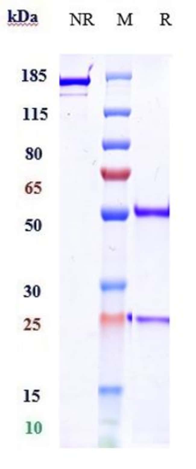 ZALIFRELIMAB RMAB 1 MG