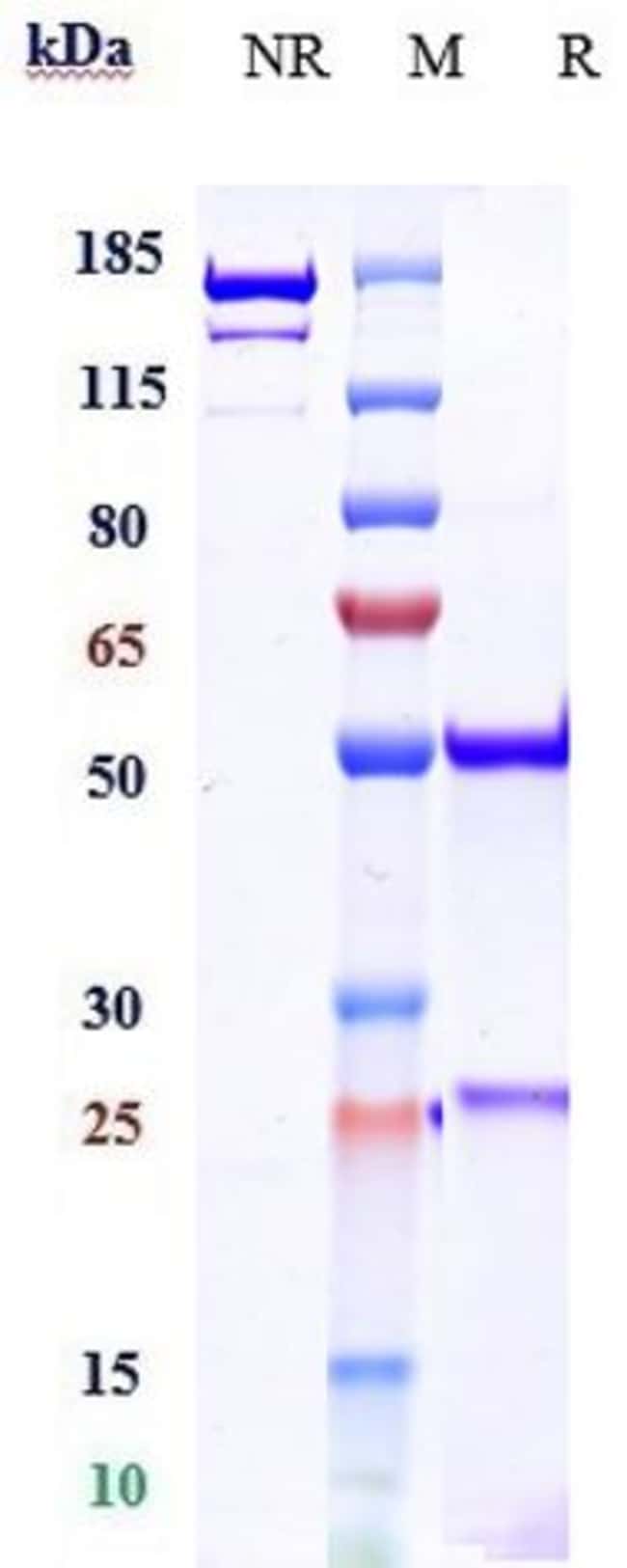 IL-17A BIOSIMILAR RMAB 1 MG
