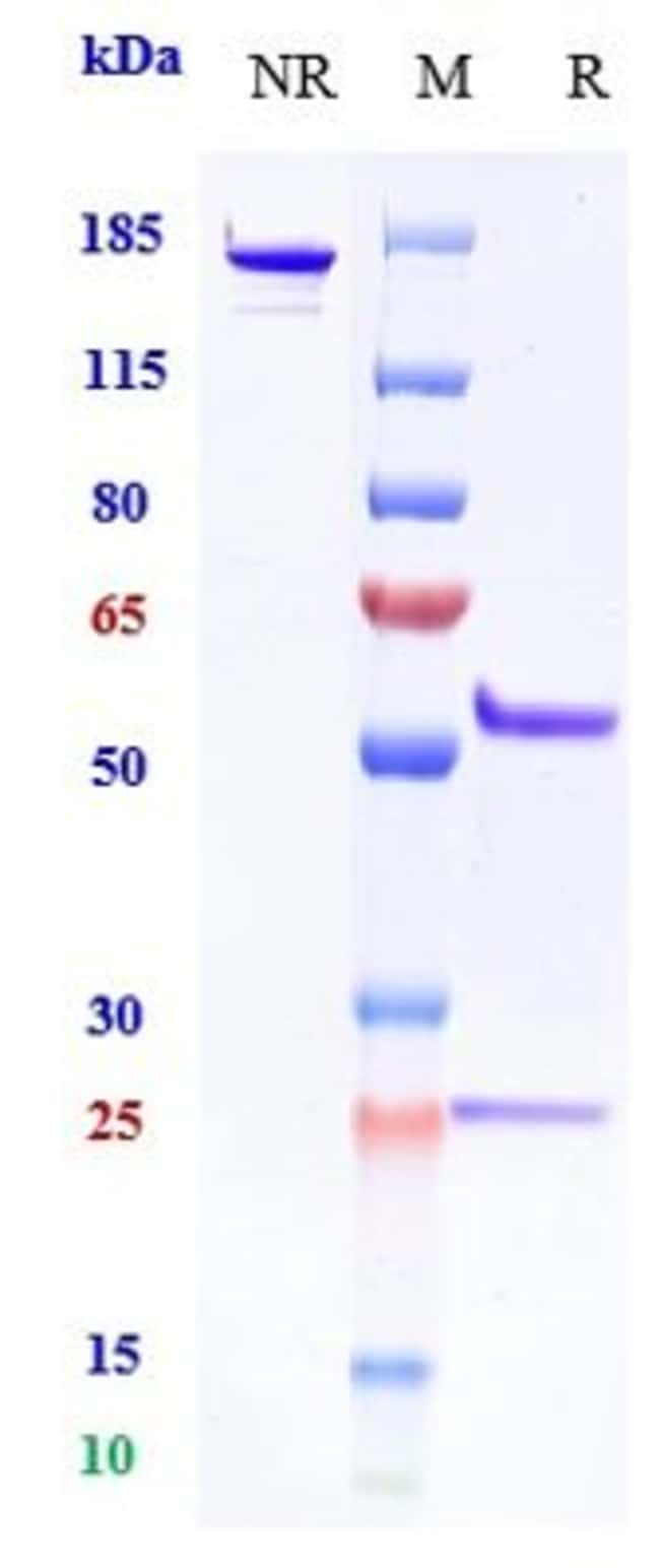 CXCL12 BIOSIMILAR RMAB 1 MG