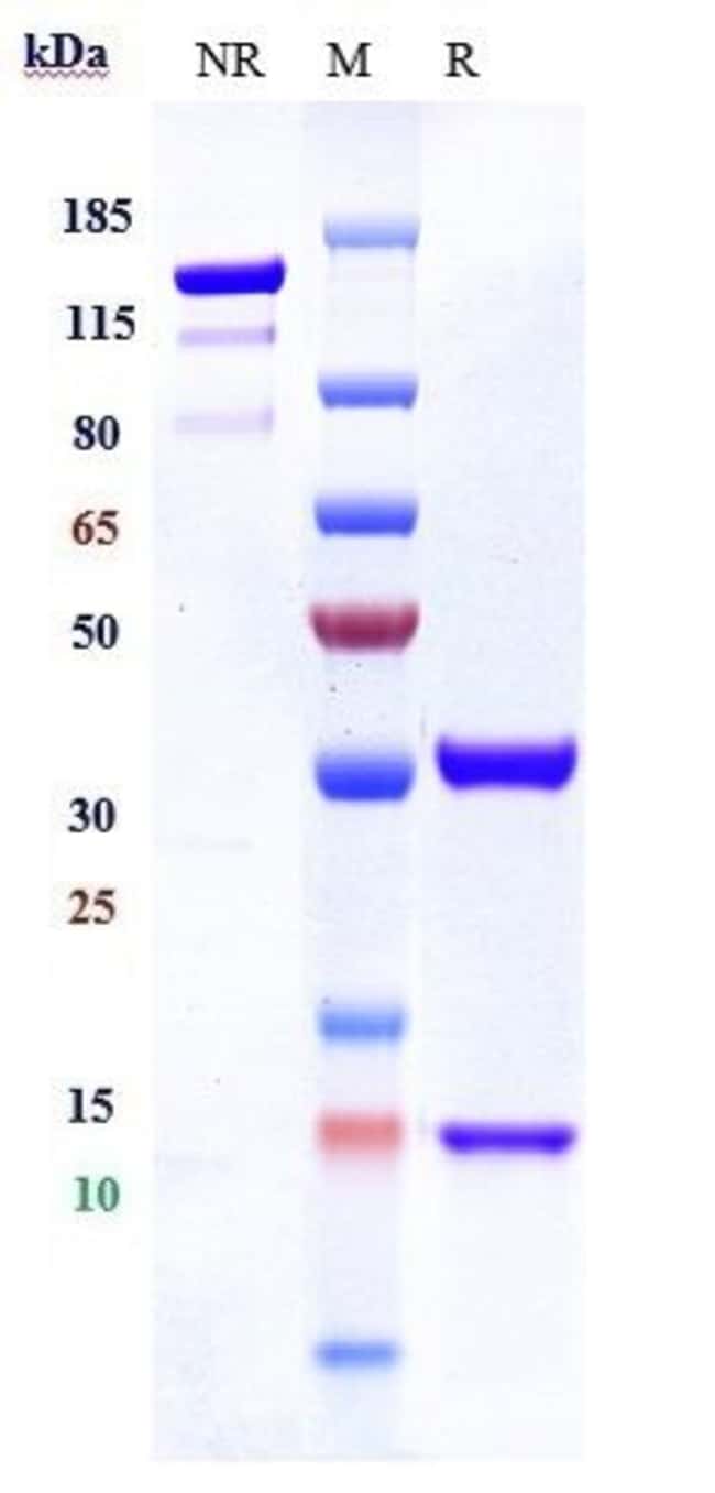 IL-8 BIOSIMILAR RMAB 1 MG