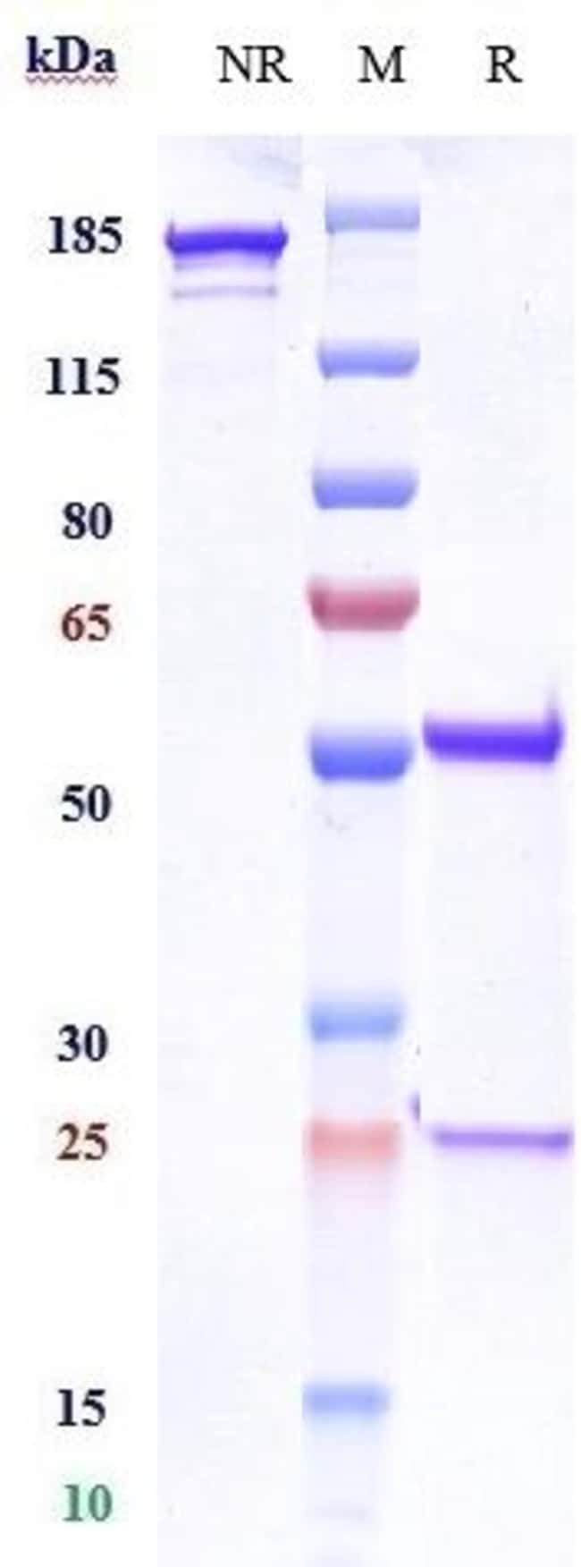 FORALUMAB RMAB 1 MG