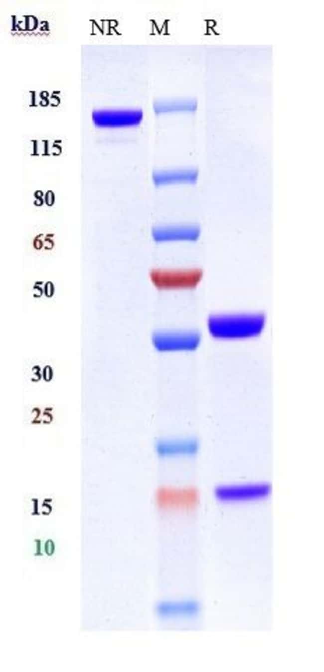 CXCR4 (CD184) BIOSIMILAR RMAB 1 MG