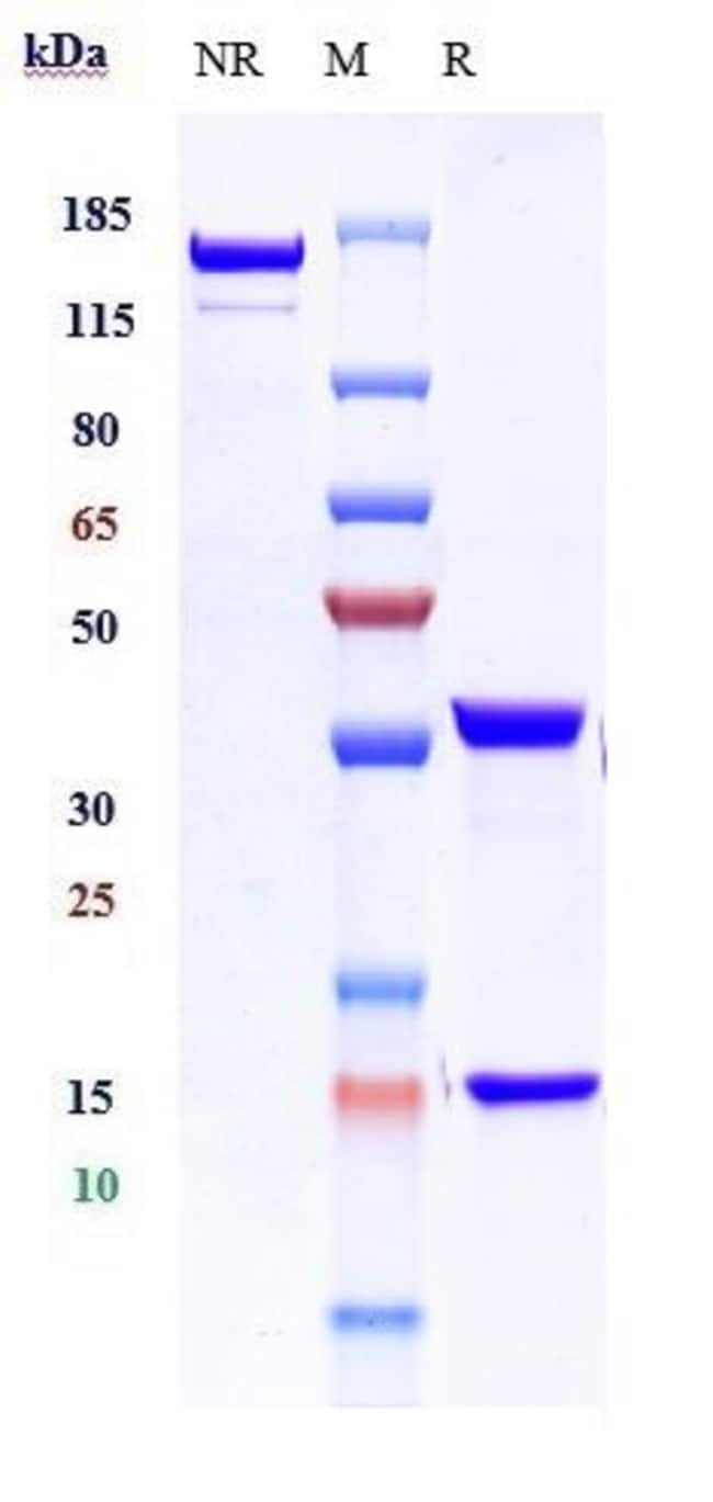 CD50 (ICAM3) BIOSIMILAR RMAB 1 MG
